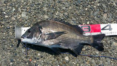 高砂埋立地　リベンジのフカセ釣り釣行でチヌ…